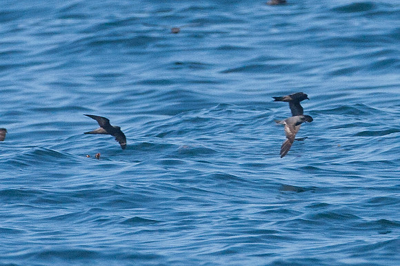 Leach's Storm Petrel (Oceanodroma leucorhoa)