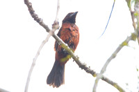 Crimson-backed Tanager (Ramphocelus dimidiatus)