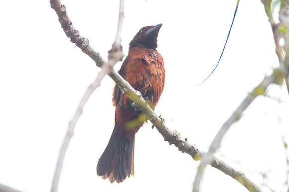 Crimson-backed Tanager (Ramphocelus dimidiatus)