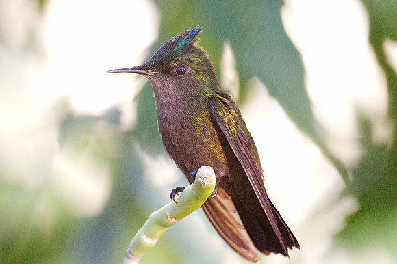 Antillean Crested Hummingbird (Orthorhyncus cristatus)