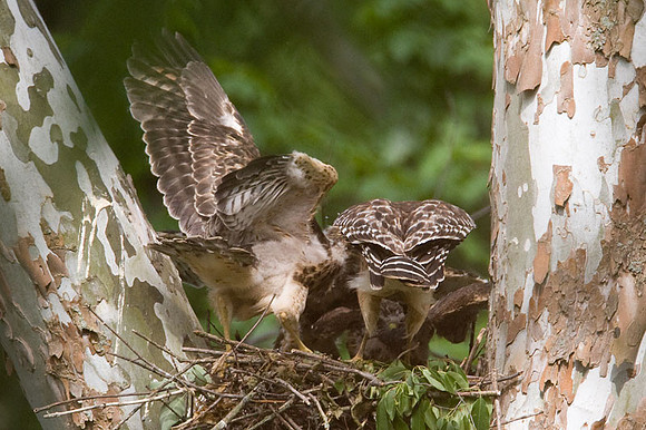 Red-shouldered Hawk (Buteo lineatus) adult and juvenile