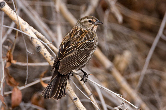 Red-winged Blackbird (Agelaius phoeniceus) female
