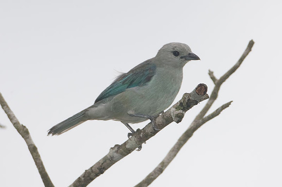 Blue-grey Tanager (Thraupis episcopus)