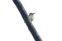 Black-capped Pygmy Tyrant (Myiornis atricapillus)