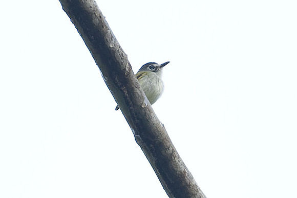 Black-capped Pygmy Tyrant (Myiornis atricapillus)