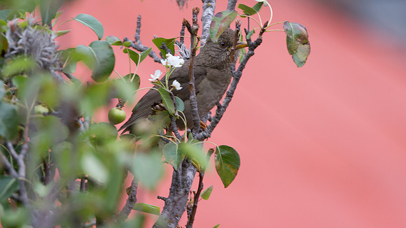 Chiguanco Thrush (Turdus chiguanco)