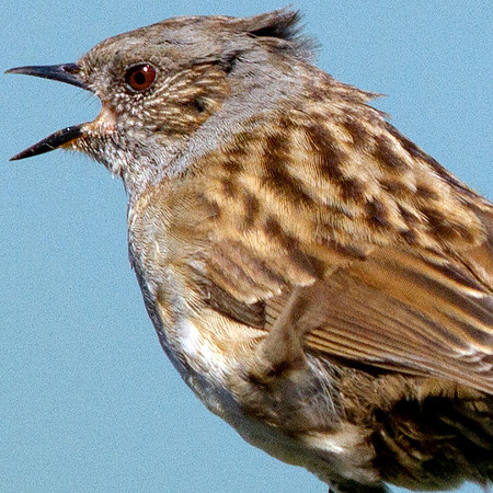 Dunnock (Prunella modularis)