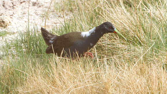 Plumbeous Rail (Pardirallus sanguinolentus)