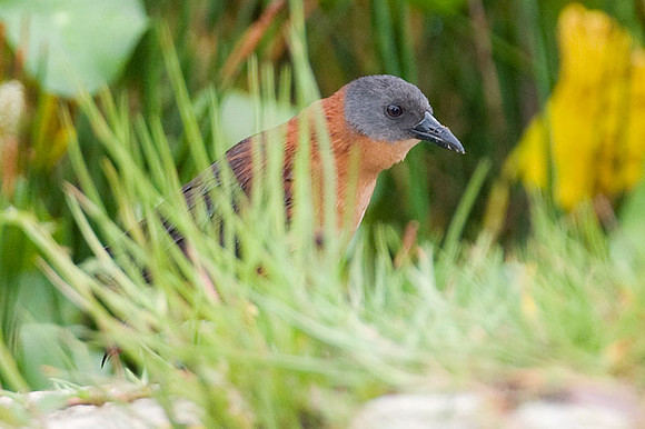Ruddy Crake (Laterallus ruber)