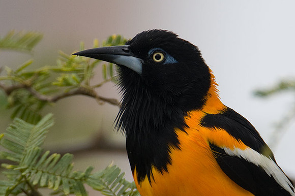 Venezuelan Troupial (Icteris icteris)