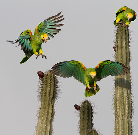 Yellow-shouldered Amazon (Amazona barbadensis)