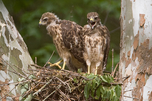 Red-shouldered Hawk (Buteo lineatus) juvenile