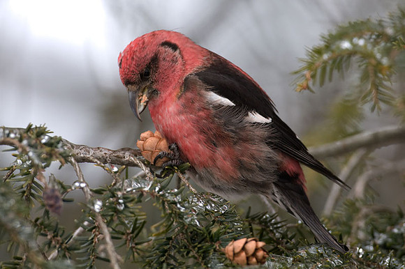 Two-barred Crossbill (Loxia leucoptera) also known as White-winged Crossbill