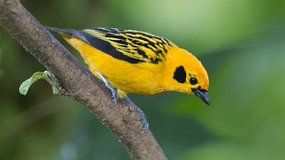 Golden Tanager (Tangara arthus)