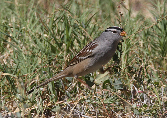 White-crowned Sparrow (Zonotrichia leucophrys)