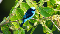 Black-faced Dacnis (Dacnis lineata)