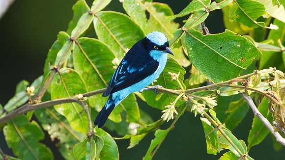 Black-faced Dacnis (Dacnis lineata)