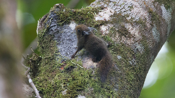 Pygmy squirrel
