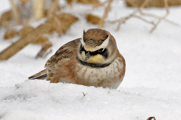 Horned Lark (Eremophila alpestris) also known as Shore Lark