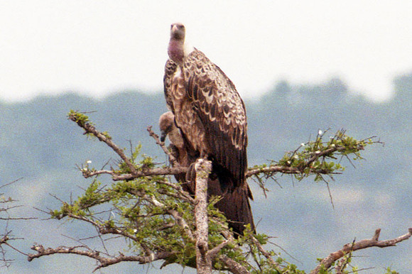 Rüppell's Vulture (Gyps rueppellii)