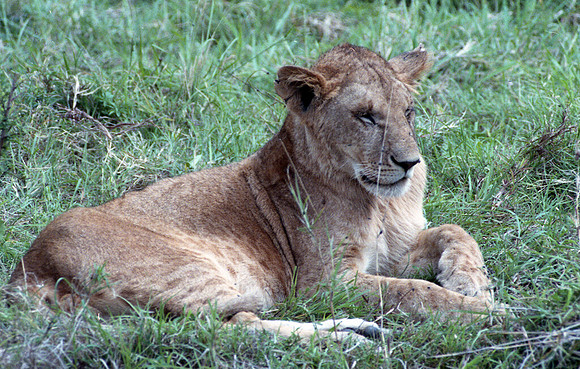 1988 Africa lion img375