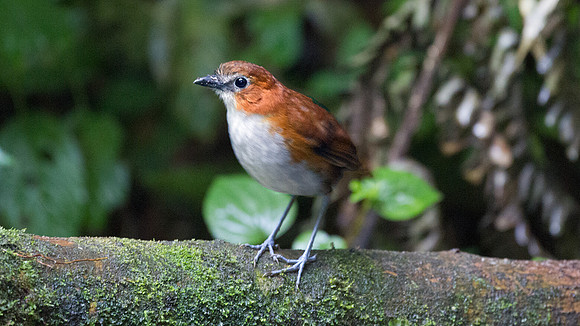 White-bellied Antpitta (Grallaria hypoleuca)