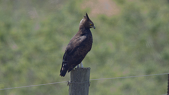 Long-crested Eagle (Lophaetus occipitalis)