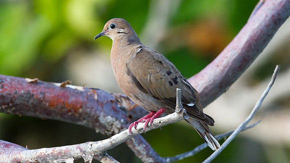 Mourning Dove (Zenaida macroura)