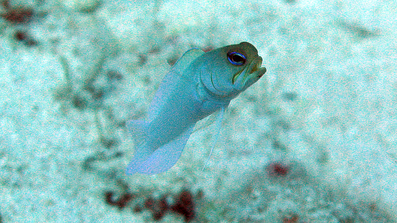 Blenny