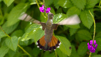 Ruby-topaz Hummingbird (Chrysolampis mosquitus) female