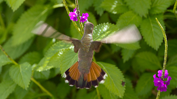 Ruby-topaz Hummingbird (Chrysolampis mosquitus) female