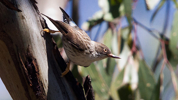Varied sittella (Daphoenositta chrysoptera)