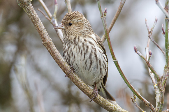 Pine Siskin (Carduelis pinus)