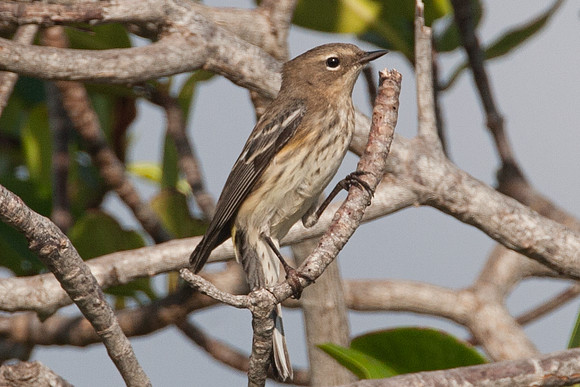 Yellow-rumped Warbler (Dendroica coronata)