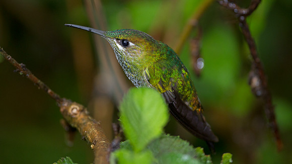 Violet-fronted Brilliant (Heliodoxa leadbeateri)