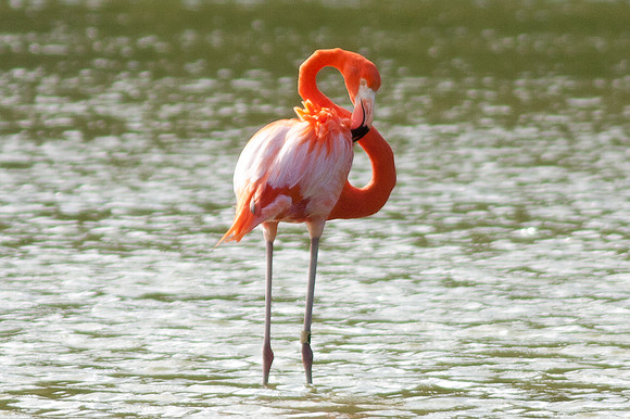 Greater Flamingo (Phoenicopterus roseus)