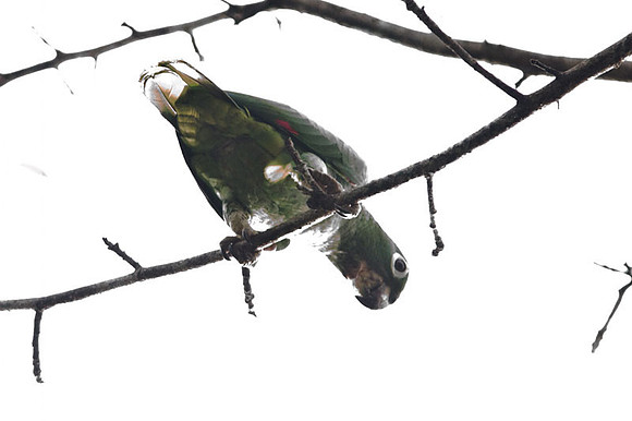 Mealy Amazon (Amazona farinosa) also known as Mealy Parrot