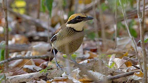 Javan banded pitta (Hydrornis guajana)