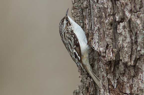 Brown Creeper (Certhia americana)