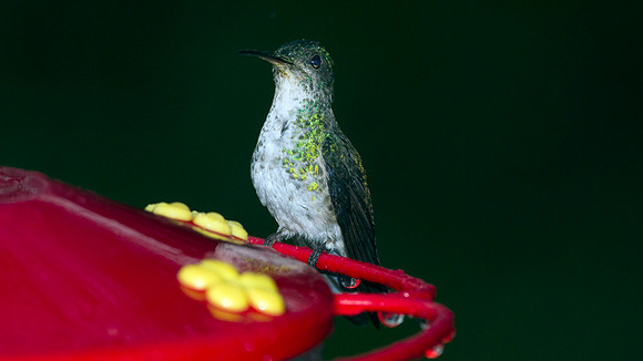 Golden-tailed Sapphire (Chrysuronia oenone)
