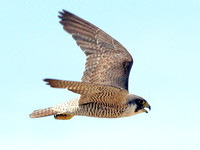 Peregrine Falcon (Falco peregrinus)