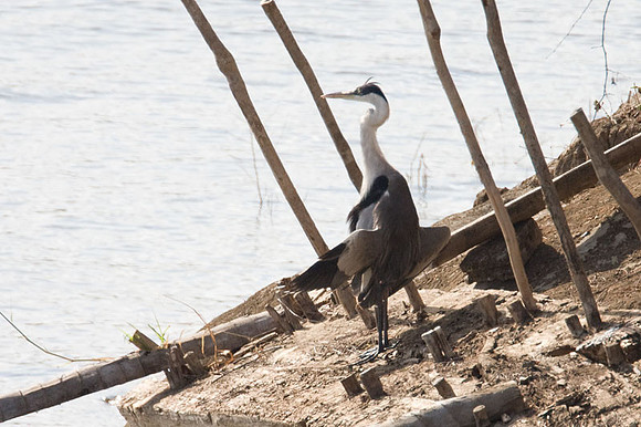 Cocoi Heron (Ardea cocoi)