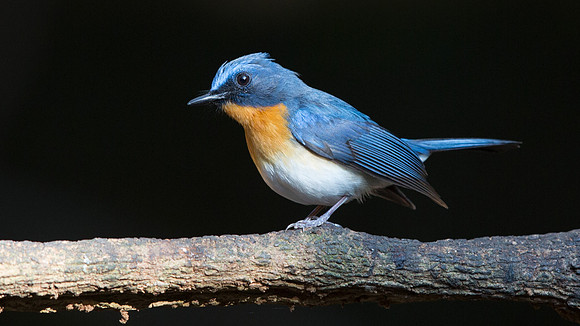 Tickell's blue flycatcher (Cyornis tickelliae)