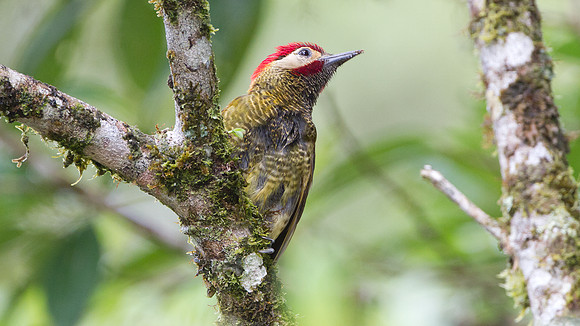 Golden-olive Woodpecker (Colaptes rubiginosus)