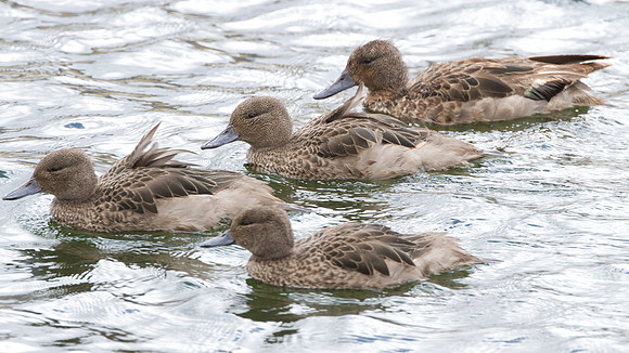 Andean Teal (Anas andium)