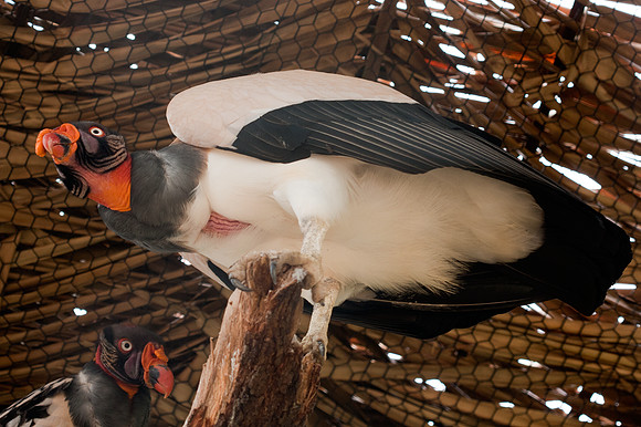 King Vulture (Sarcoramphus papa) captive