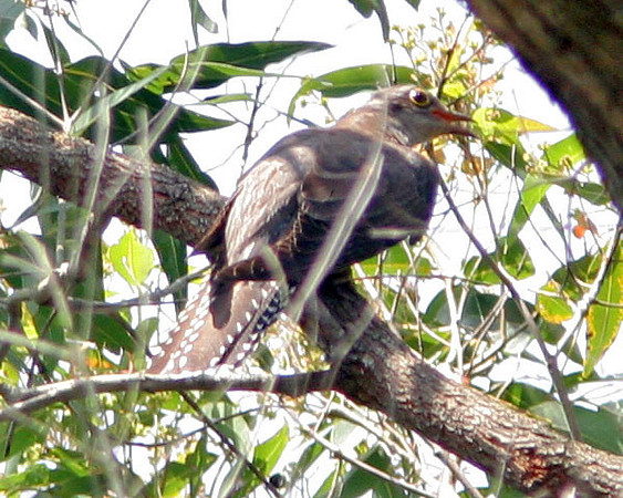 Pallid Cuckoo (Cacomantis pallidus)
