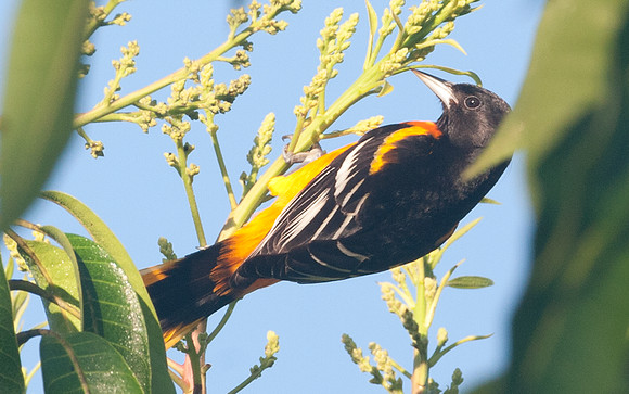 Baltimore Oriole (Icterus galbula)
