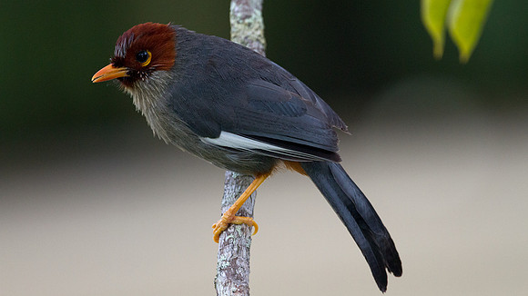 Chestnut-hooded Laughingthrush (Rhinocichla treacheri)