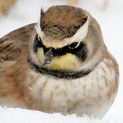 Horned Lark (Eremophila alpestris) also known as Shore Lark